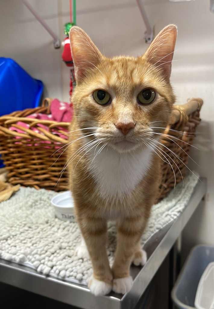 Independent Cat Society Donation - Adoptable tabby