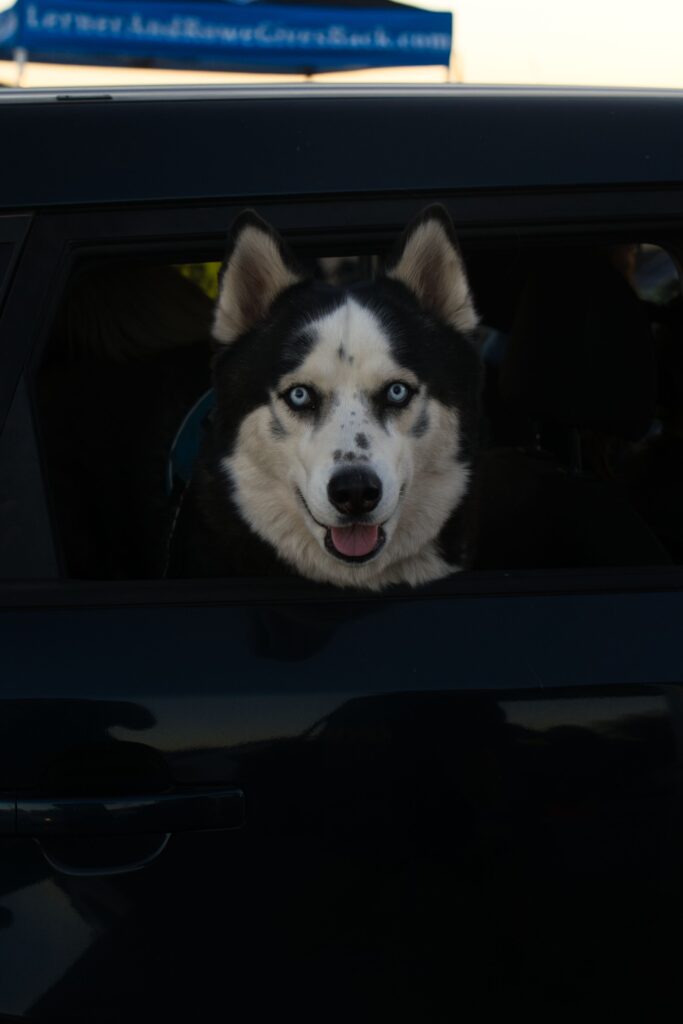 Yuma Thanksgiving Meal Giveaway Pup
