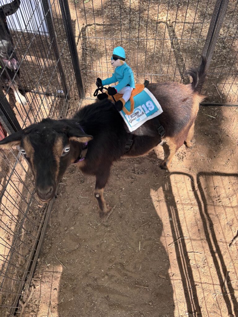 Totes-Mah-Goat Mandy's Farm Derby